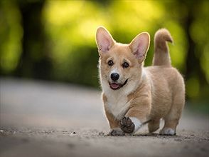 深圳狗狗训练