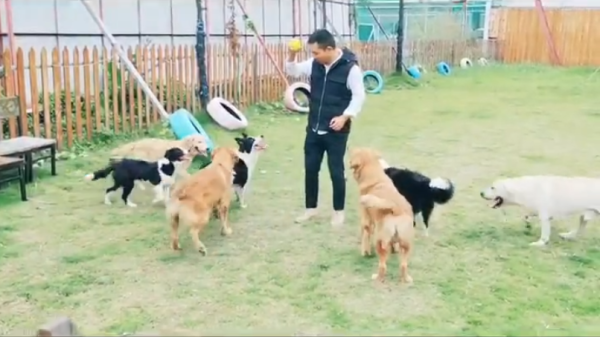 深圳上门训犬